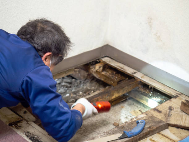 Best Crawl Space Mold Removal  in K I Sawyer, MI