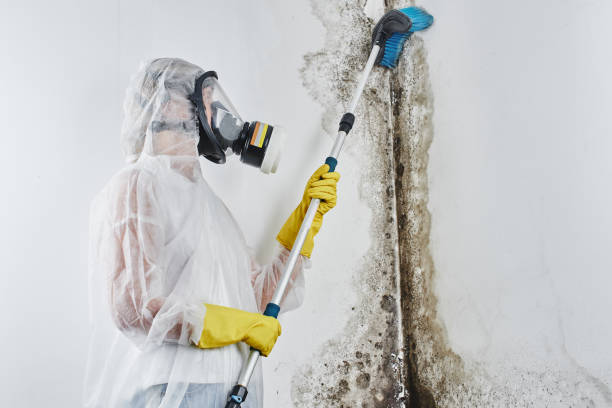 Best Certified Mold Removal  in K I Sawyer, MI