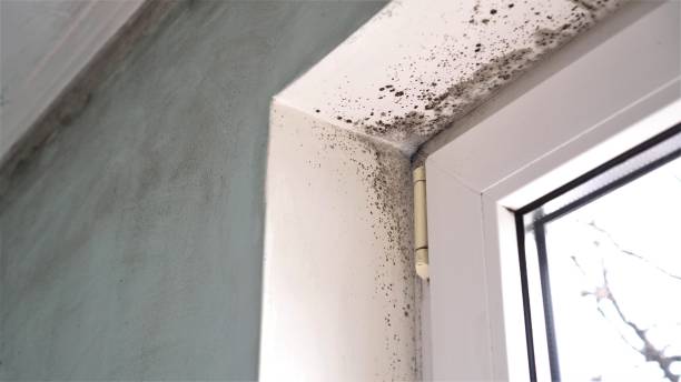 Best Professional Mold Removal  in K I Sawyer, MI