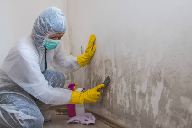 Best Same-Day Mold Removal  in K I Sawyer, MI
