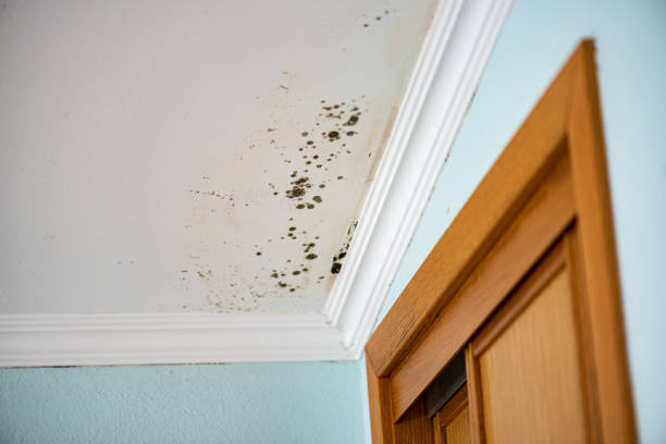 Best Professional Mold Removal  in K I Sawyer, MI