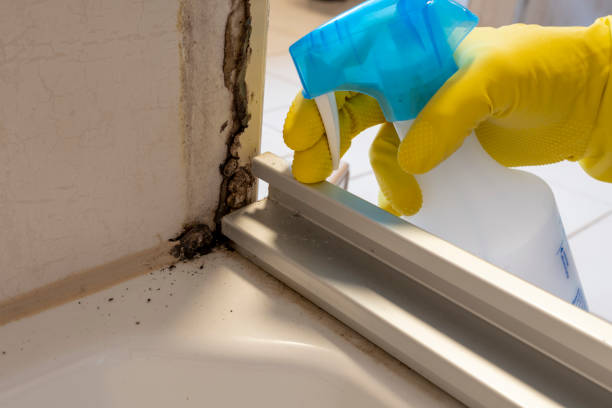Best Home Mold Removal  in K I Sawyer, MI