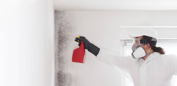 Best Mold Damage Repair  in K I Sawyer, MI
