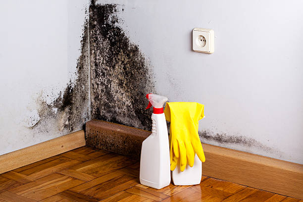 Best Office Mold Removal Services  in K I Sawyer, MI