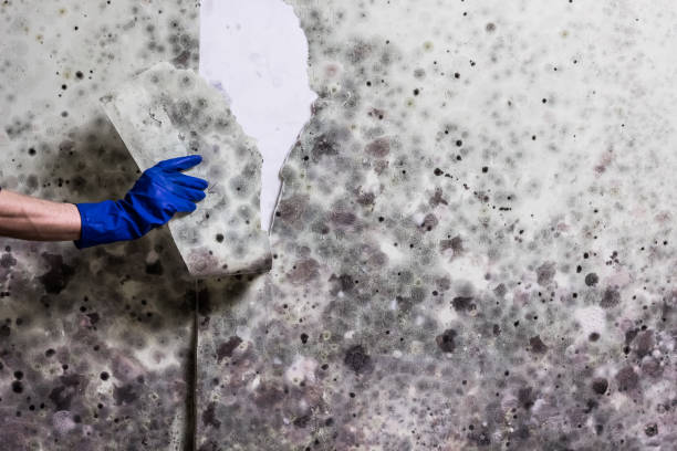 Best Water Damage Restoration  in K I Sawyer, MI