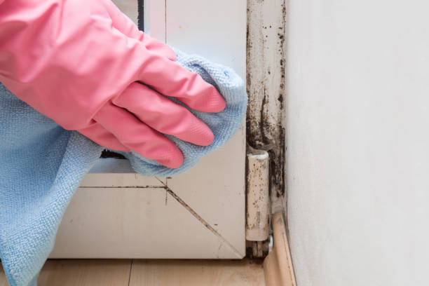 Crawl Space Mold Removal in K I Sawyer, MI