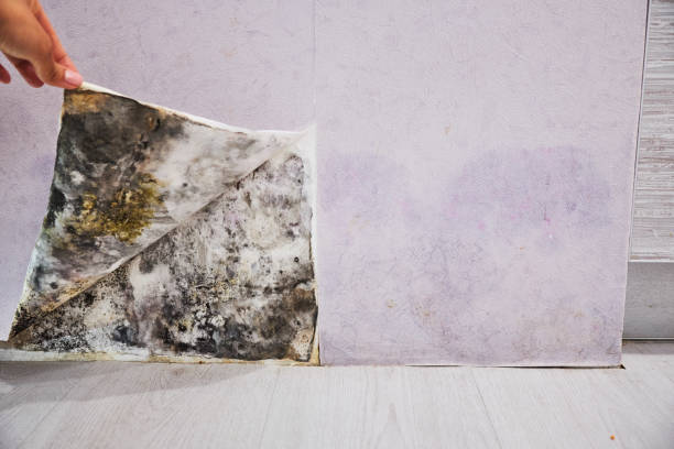 Best Same-Day Mold Removal  in K I Sawyer, MI